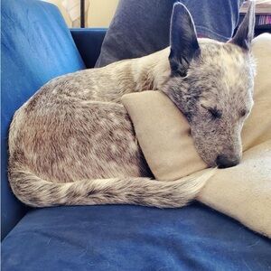 Trashy Treasures - Found & Thrifted